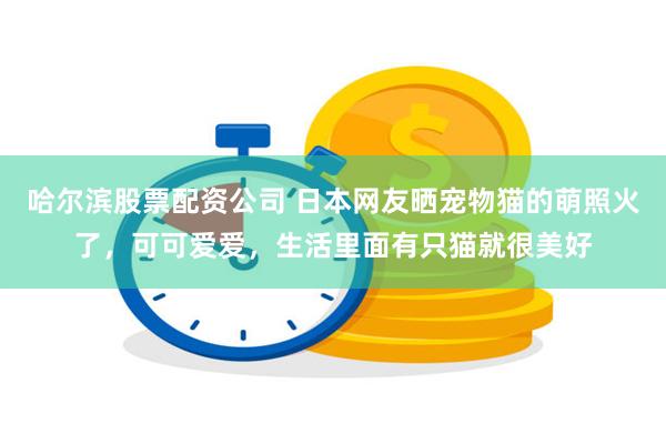 哈尔滨股票配资公司 日本网友晒宠物猫的萌照火了，可可爱爱，生活里面有只猫就很美好